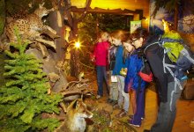 Forest Chamber, fot. zabytkitechniki.pl