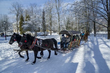 Sleigh rides